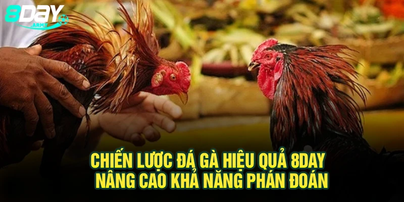 Chiến Lược Đá Gà Hiệu Quả 8Day - Nâng Cao Khả Năng Phán Đoán