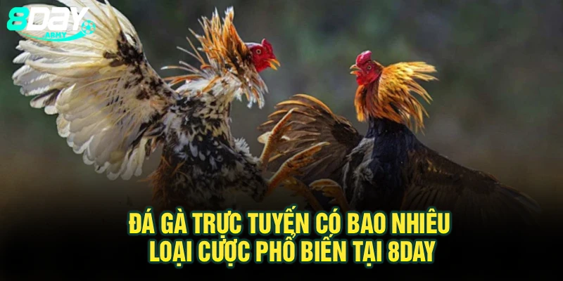 Đá Gà Trực Tuyến Có Bao Nhiêu Loại Cược Phổ Biến Tại 8Day